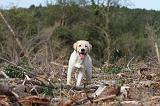 LABRADOR 141